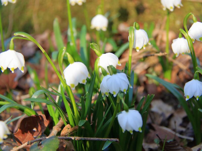 Eine Gruppe von Märzenbechern mit weißen Blüten und grünen Stängeln wächst auf einem Boden mit braunen Blättern.