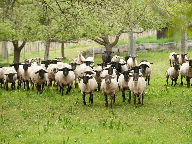 Eine Herde Schafe mit schwarzen Gesichtern steht auf einer grünen Wiese unter Bäumen.