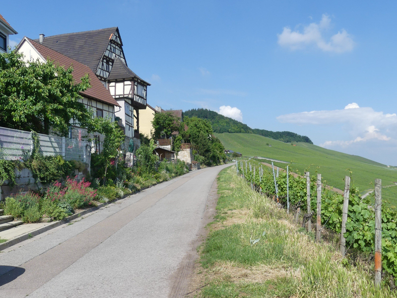 Eine schmale Straße führt entlang traditioneller Fachwerkhäuser und eines angrenzenden Weinbergs unter einem blauen Himmel.