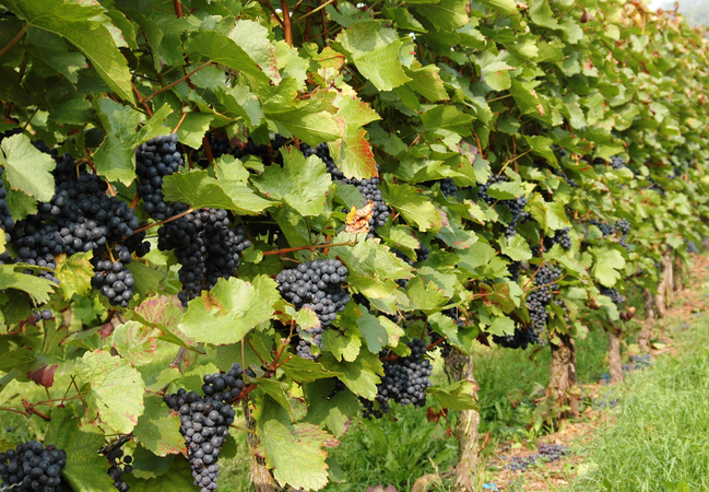 Reihen von Weinreben mit üppigen, dunkelblauen Trauben wachsen dicht aneinander und sind von grünen Blättern umgeben.