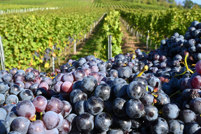 Ein Vordergrundhaufen mit prallen, dunklen Trauben liegt vor einem ausgedehnten Weinberg mit grünen Rebenreihen.