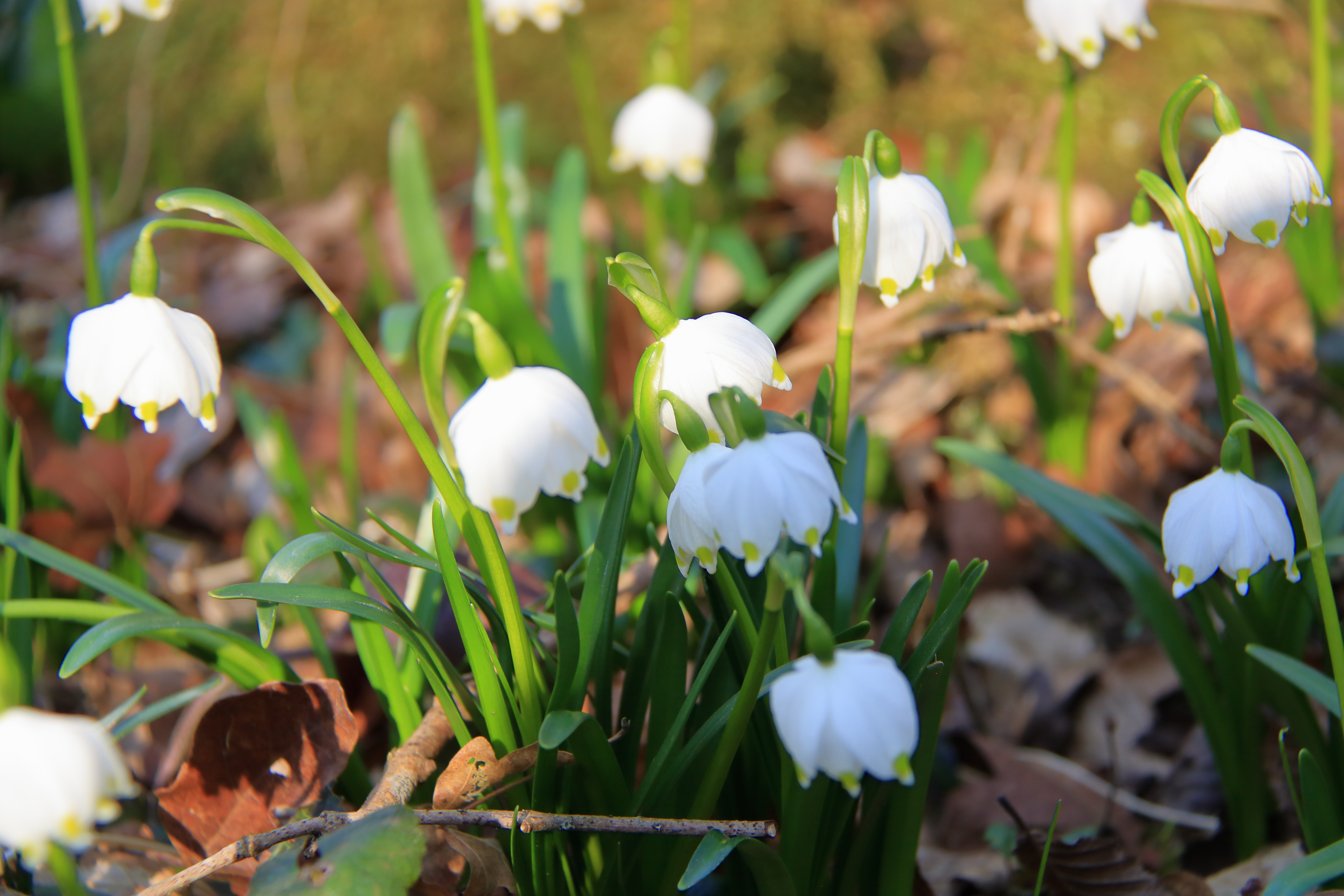 Eine Gruppe von Märzenbechern mit weißen Blüten und grünen Stängeln wächst auf einem Boden mit braunen Blättern.